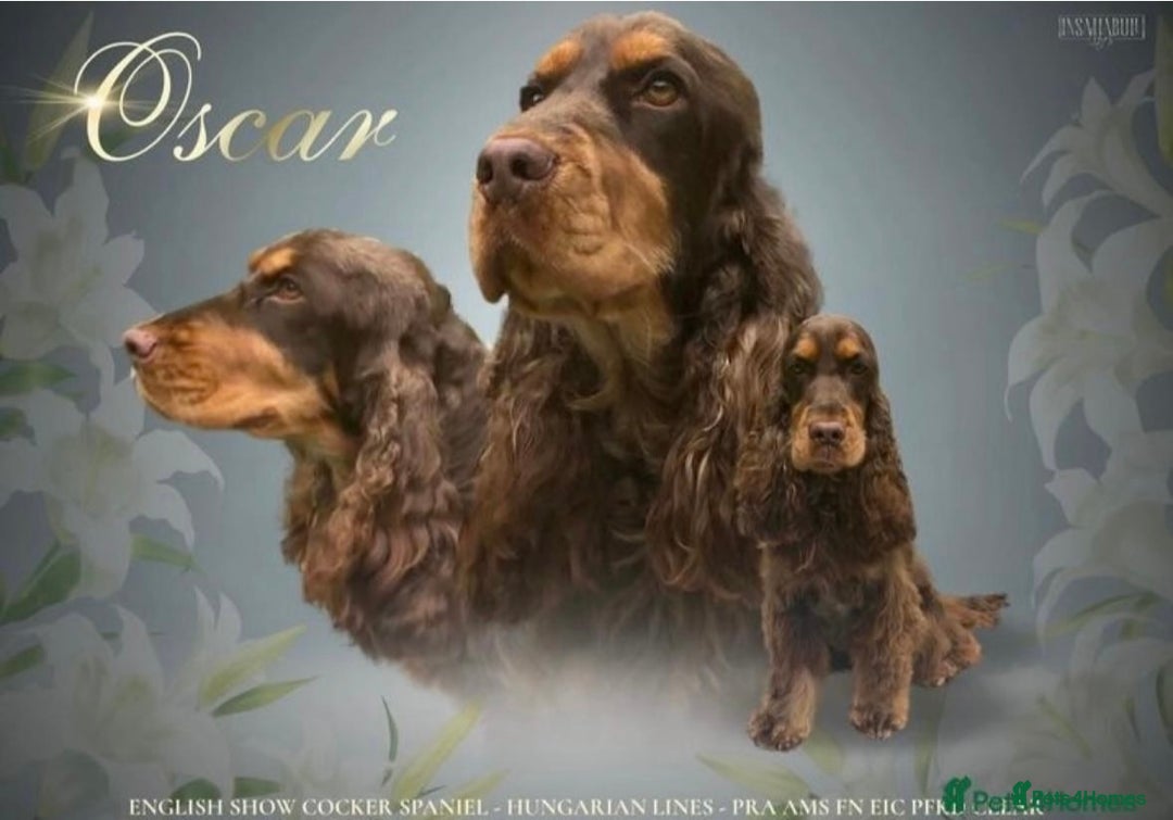 Cocker Spaniel dogs for sale: Stunning cocker spaniel puppies  - Advert 6