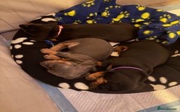 Dachshund dogs for sale: Dachshunds pups for sale - Advert 9