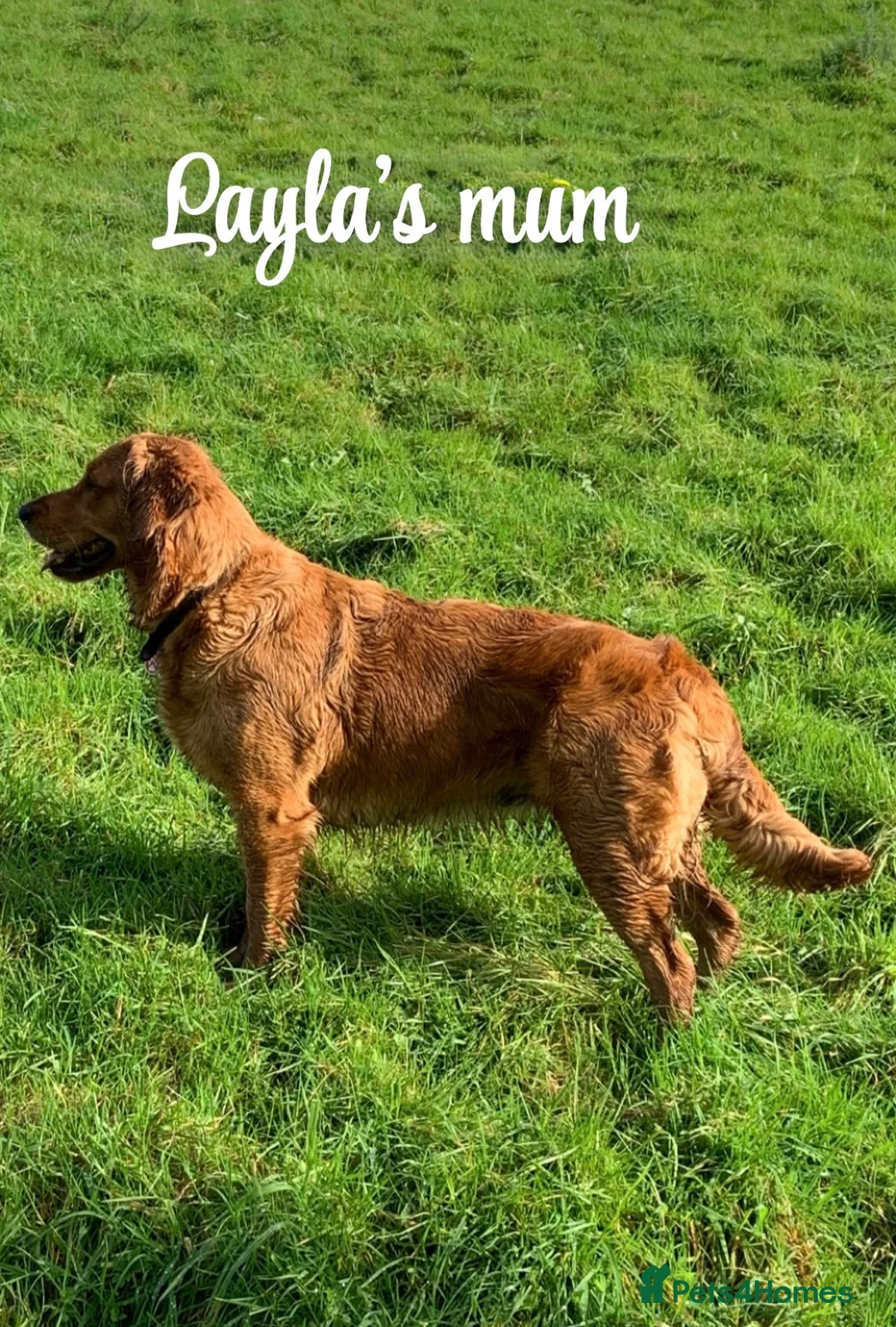 Golden Retriever dogs for sale: Dark Golden Retriever Puppies Health-Tested  - Advert 19