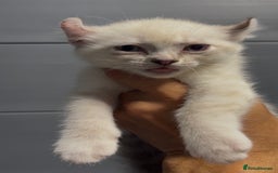 American Curl cats for sale: American curl silver,tabby rare breed - Image 4