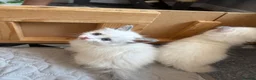 Ragdoll cats for sale: Adorable Gccf registered kittens  in Wakefield - Advert 4