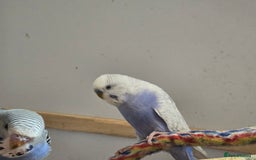 Budgerigars birds for sale: Budgies - Image 3
