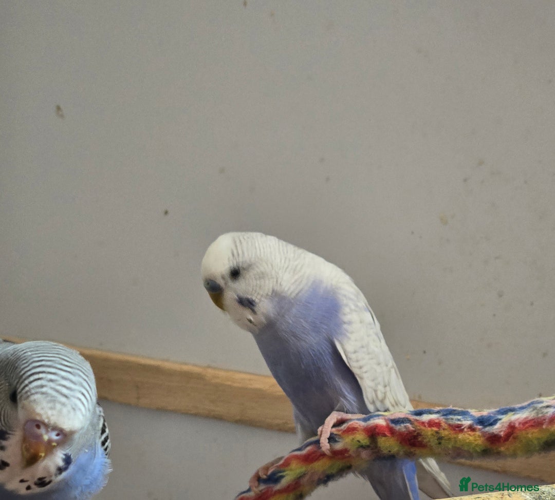 Budgerigars birds for sale: Budgies - Image 3