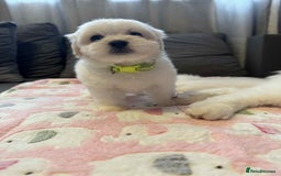 Maltese dogs for sale: Maltese puppies - Image 29