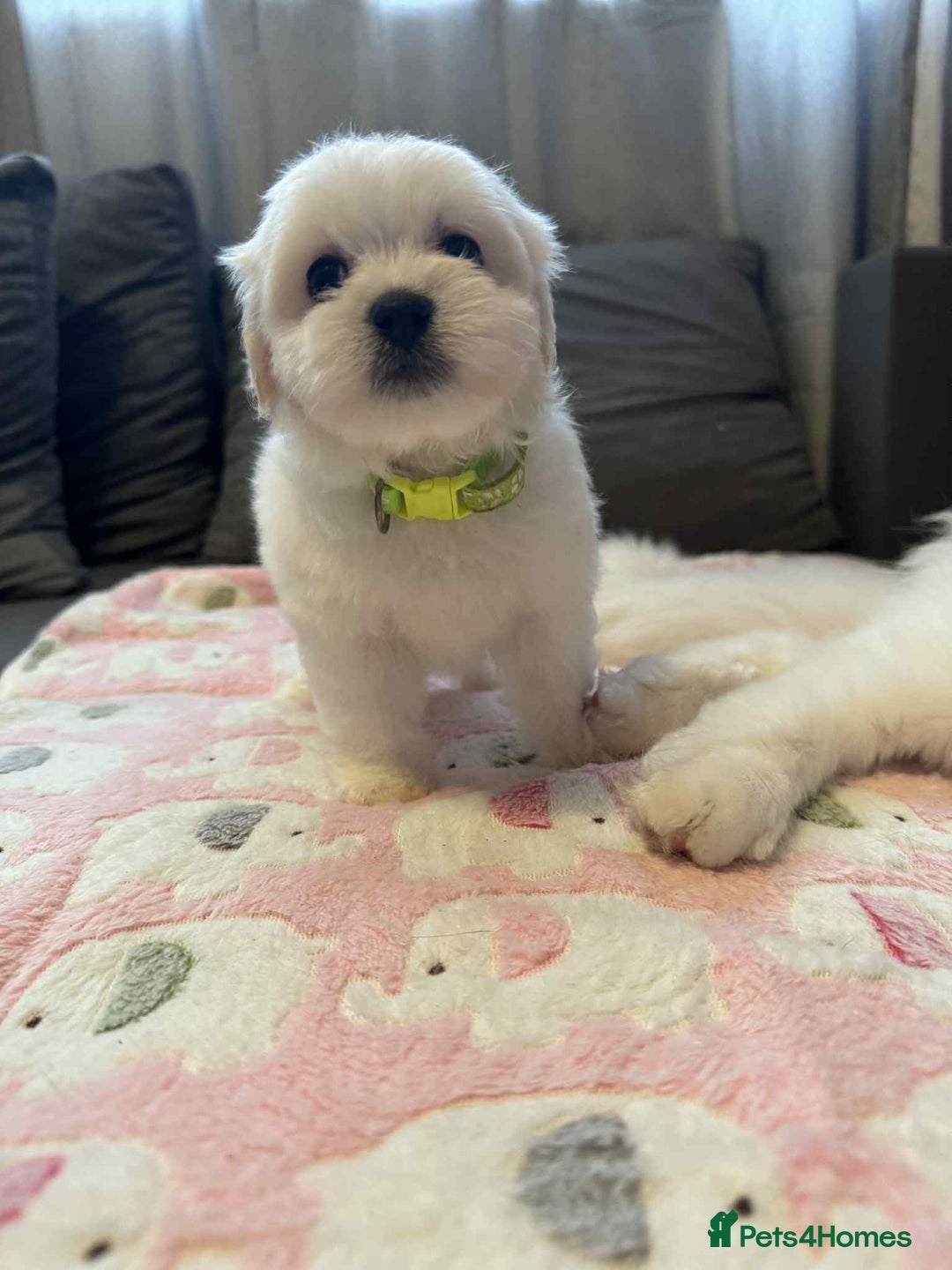 Maltese dogs for sale: Maltese puppies - Image 29