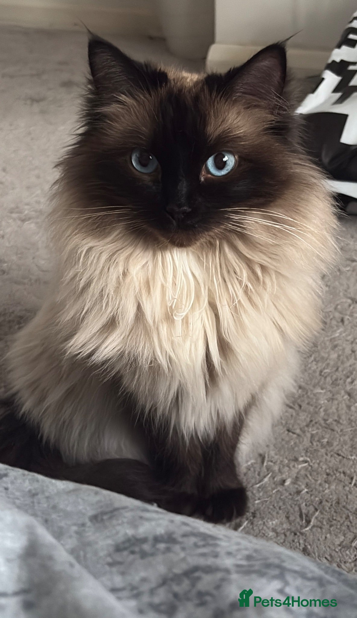 Ragdoll cats Beautiful Ragdoll Kittens 😍 2 boys 2 girls - Advert 2