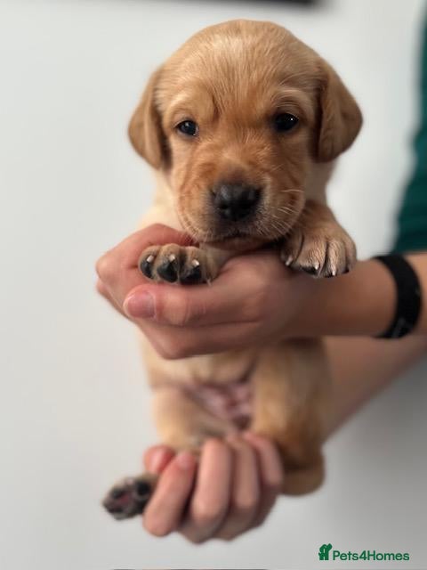 Labrador Retriever dogs Beautiful fox red labrador puppies - Advert 1
