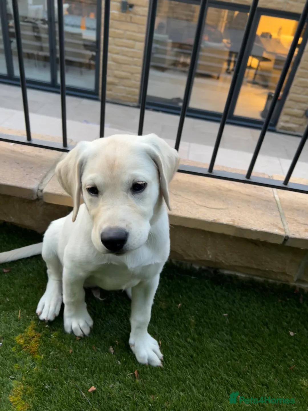 Labrador Retriever dogs for sale: Welcome Anjola, 9-month old Labrador, to your home - Advert 15