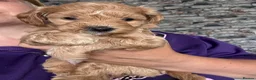 Mixed Breed dogs for sale: Toy Cockapoos, Cockerpoos Toy poodle Hybrid mix - Advert 6