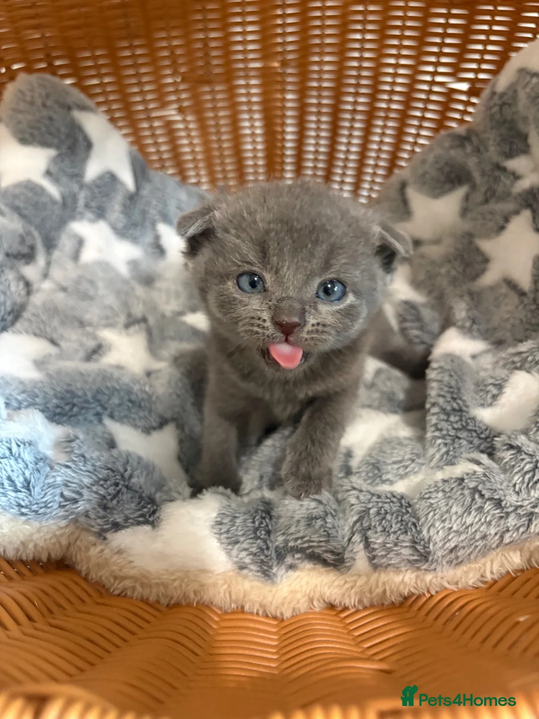 British Shorthair cats for sale: Beautiful BSH Scottish Fold & Straight Kittens - Advert 2