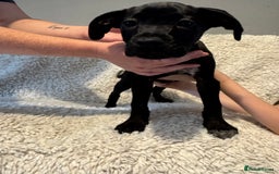 Cane Corso dogs for sale: Beautiful Litter Of Cane Corso Puppys - Image 25