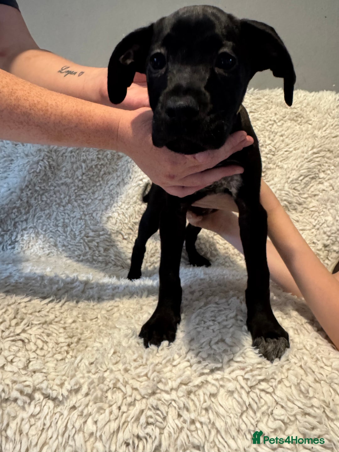 Cane Corso dogs for sale: Beautiful Litter Of Cane Corso Puppys - Image 25