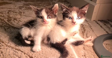 Mixed Breed cats - Advert 16