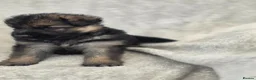 German Shepherd dogs for sale: German shepherd pups - Advert 14