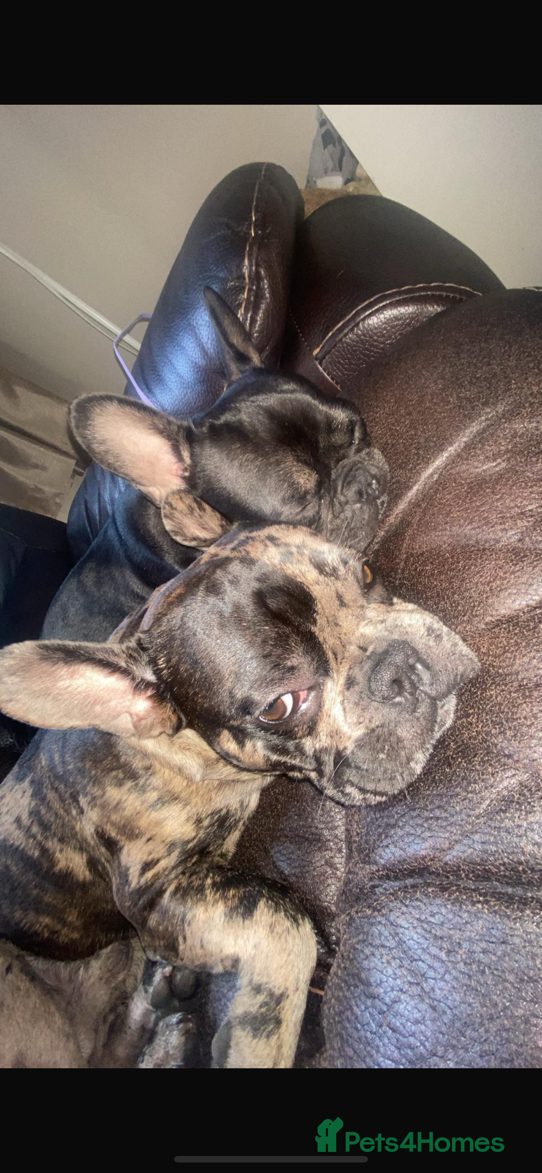 French Bulldog dogs for sale: Chocolate Isabelle Merle black white brindle mum  - Image 3