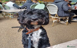 Cavapoo dogs for stud: Cavapoo for stud - Image 5
