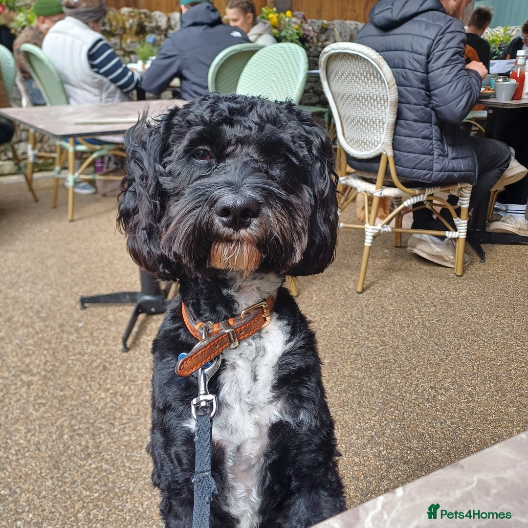 Cavapoo dogs for stud: Cavapoo for stud - Image 5