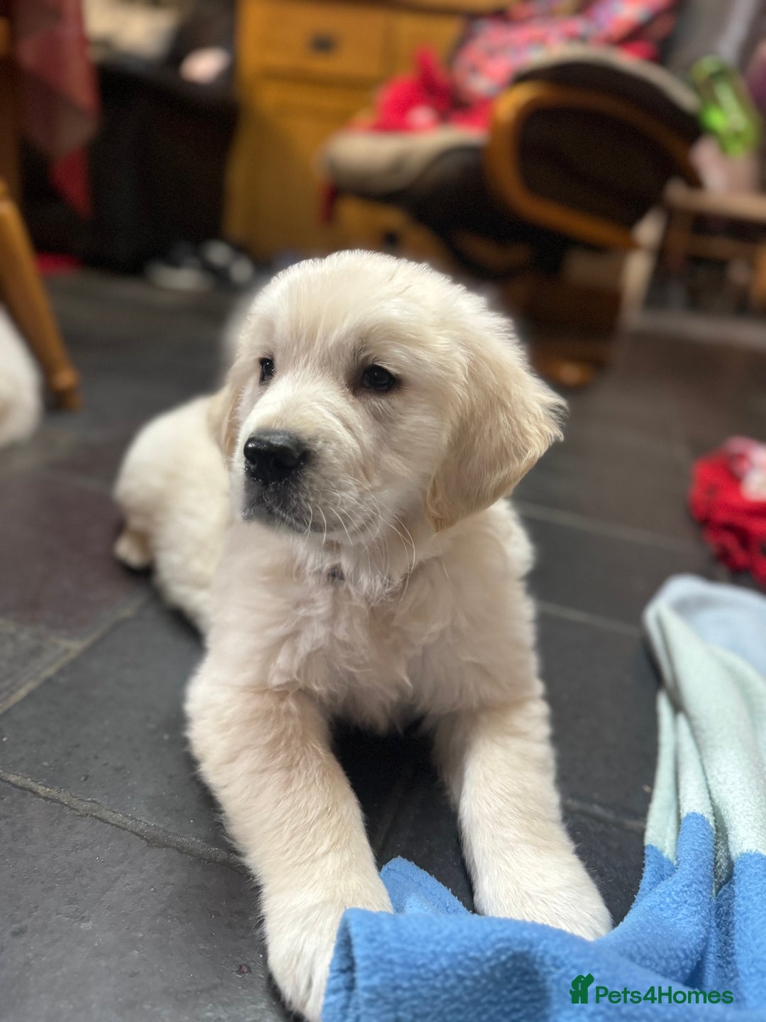 Golden Retriever dogs for sale: Out of DNA tested, kind & Champion bloodlines - Image 14