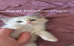 Ragdoll cats for sale: 3 Tica Registered Males For Sale - Image 11