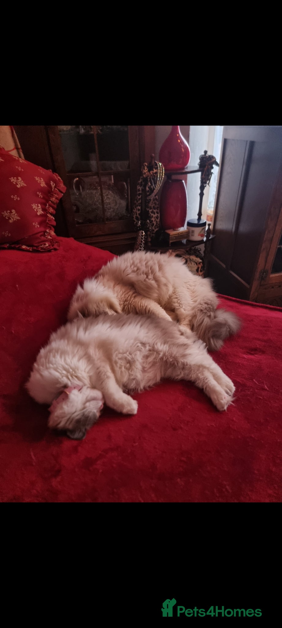 Ragdoll cats for sale: Ragdoll  - Advert 19