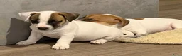 Mixed Breed dogs for sale: 3/4 Jack Russell puppies  in Esher - Advert 13