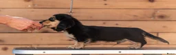 Miniature Dachshund dogs for sale: Champion bloodline Mini Dachshund Longhair - Advert 3