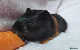 Guinea Pig rodents for sale: Baby Guinea pigs - Image 1