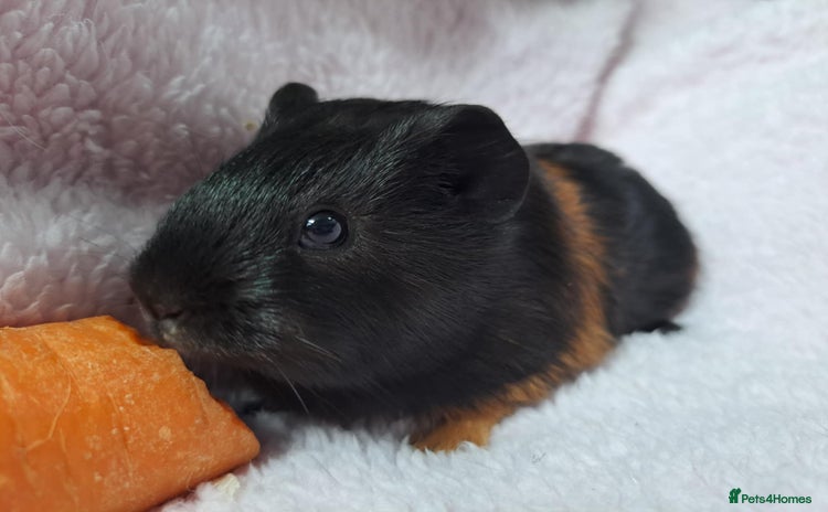 Guinea Pig rodents - Advert 3