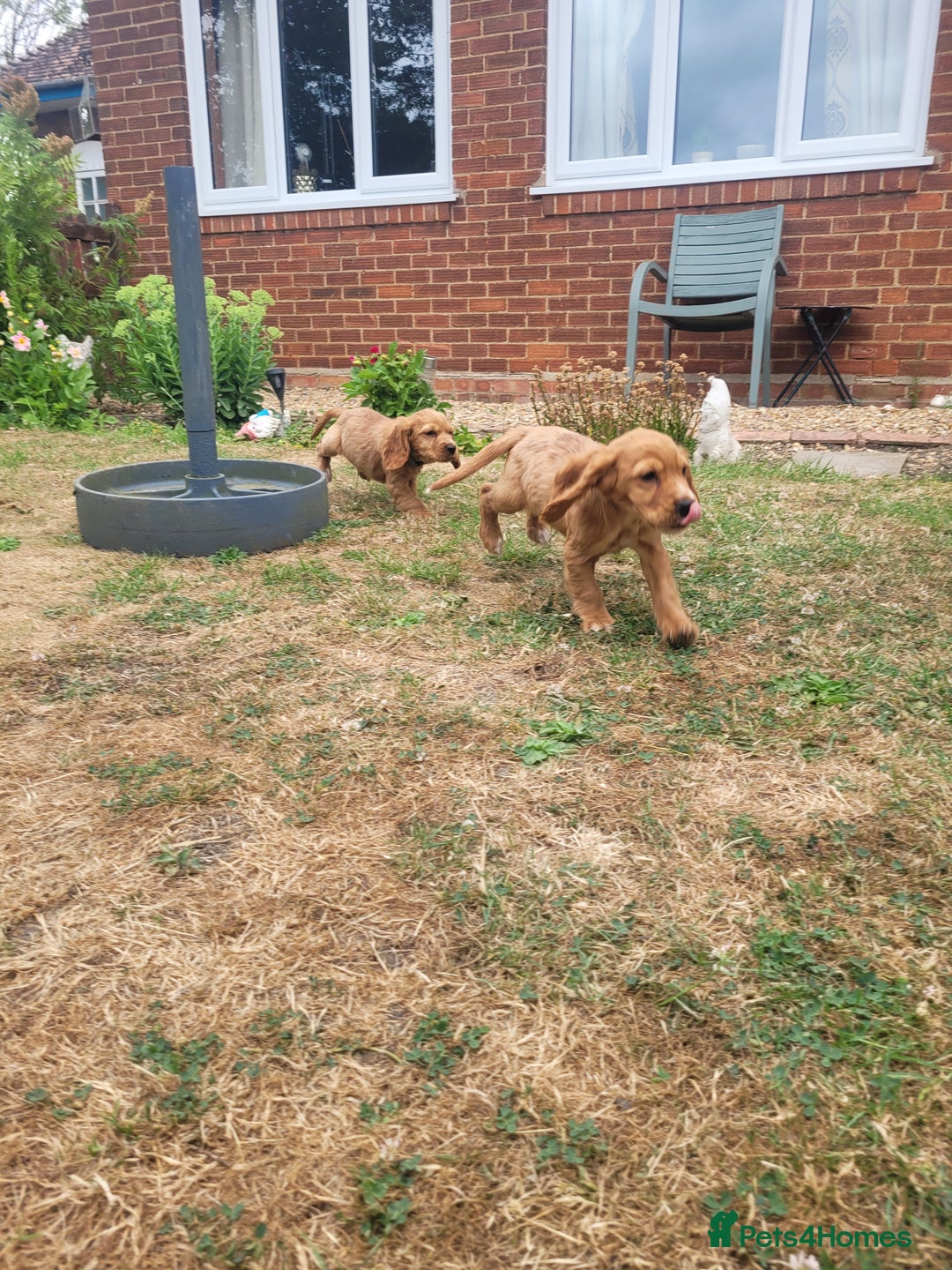 Cocker Spaniel dogs for sale: Cocker spaniel puppies - Image 7