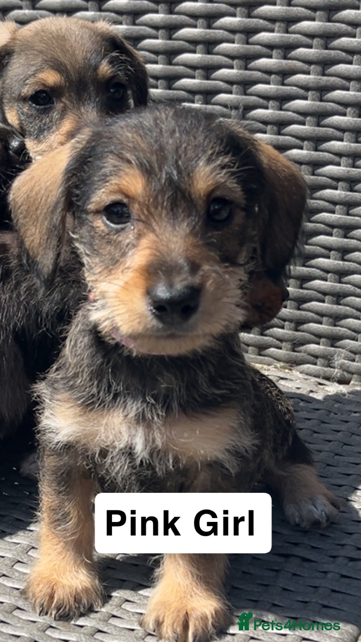Mixed Breed dogs Mini Schnoxie’s (mini schnauzer x mini dachshund  - Advert 7