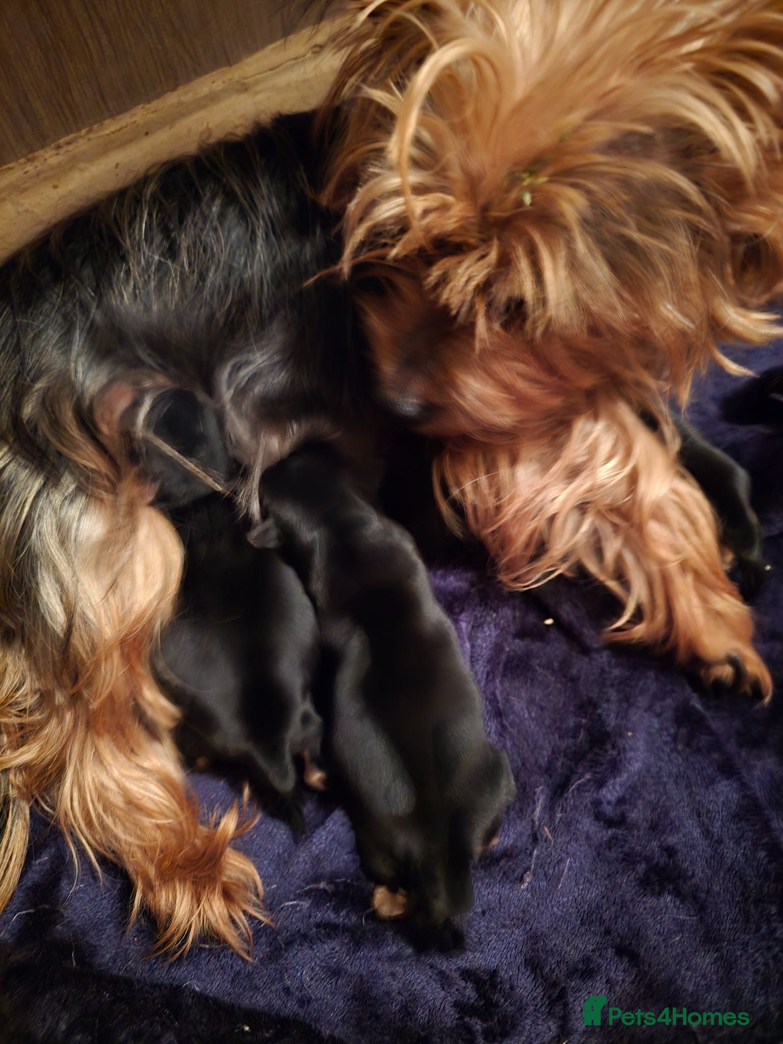 Yorkshire Terrier dogs My little Yorkies need a forever loving home - Advert 1