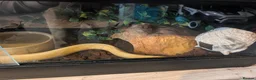 Python Snake reptiles for sale: Banana pinstripe royal python  - Advert 3