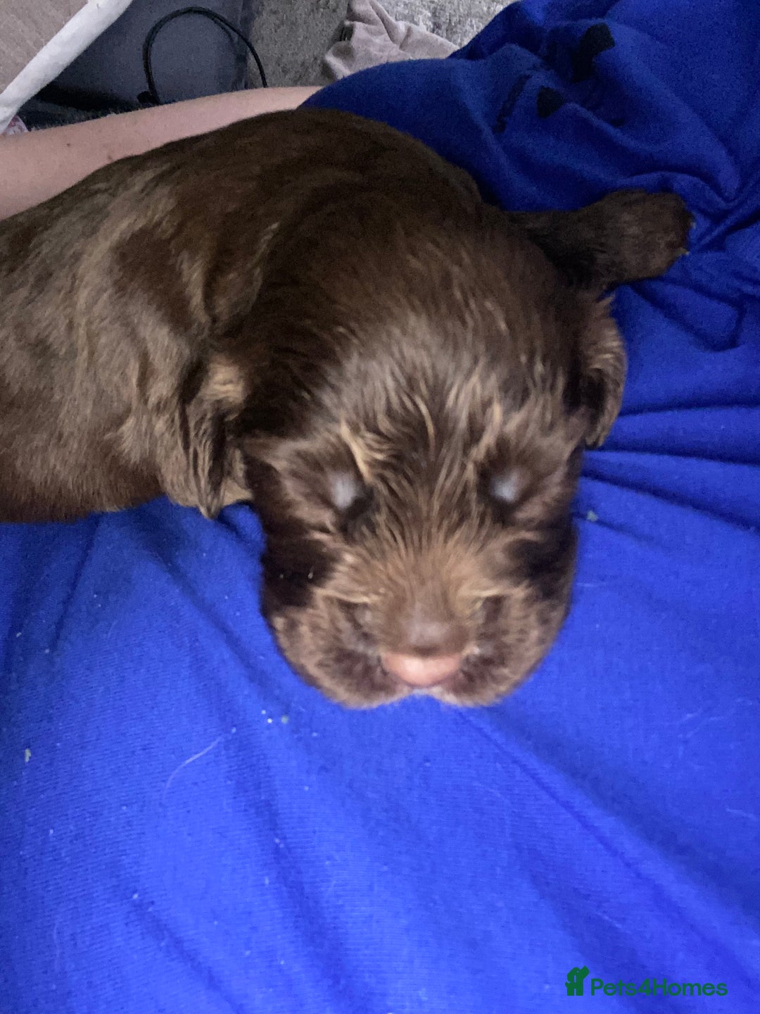 Sprocker dogs for sale: Beautiful Sprocker Puppies Ready 30th December - Advert 13