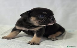 French Bulldog dogs for sale: TOP QUALITY KC REG FRENCHIES AVAILABLE  - Image 22