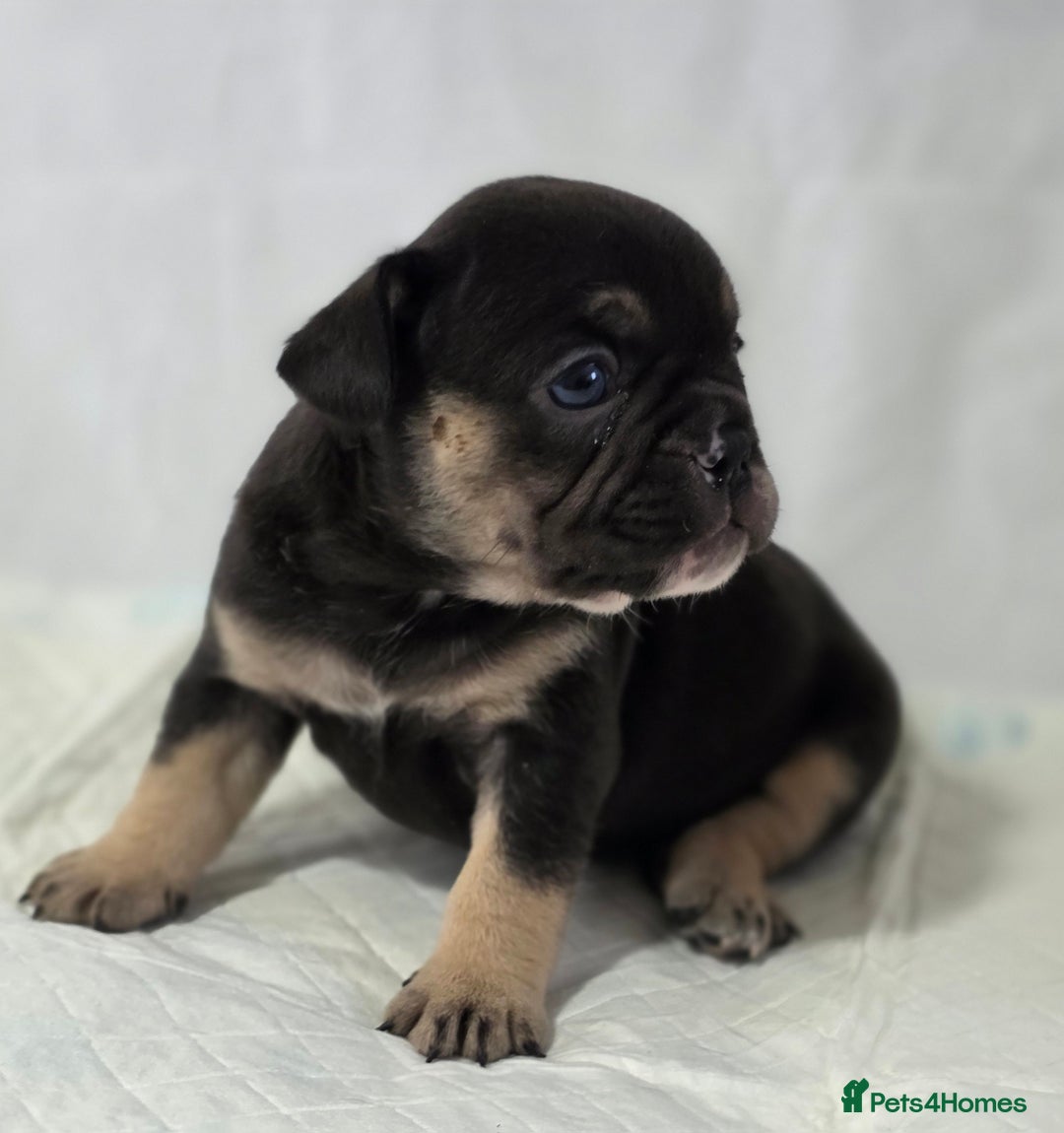 French Bulldog dogs for sale: TOP QUALITY KC REG FRENCHIES AVAILABLE  - Image 22