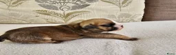 English Bulldog dogs for sale: British bulldog pups in Ammanford - Advert 26