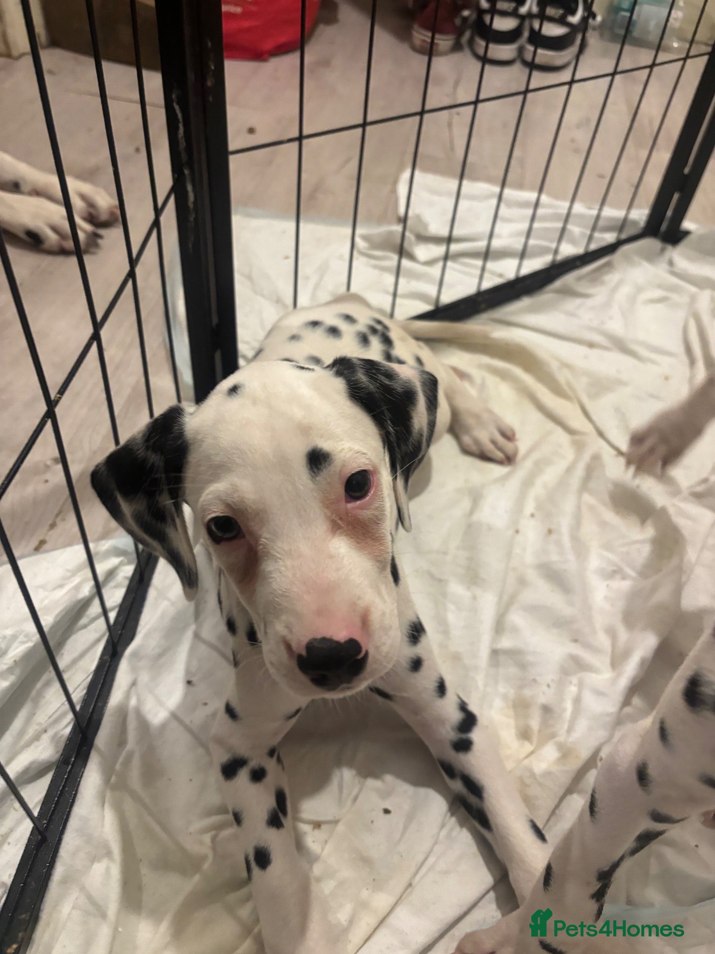 Dalmatian dogs 🐾 1 Female KC Dalmatian Puppy left 🐾 - Advert 3