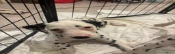 Dalmatian dogs for sale: 🐾 1 Female KC Dalmatian Puppy left 🐾 - Advert 1