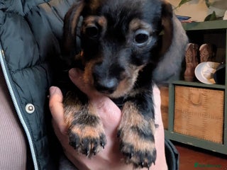 Miniature Dachshund dogs Miniature dachshund puppies - Advert 6