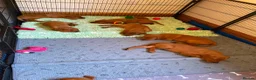Labrador Retriever dogs for sale: STUNNING KC REG FOX RED LABRADOR PUPPIES - Advert 17
