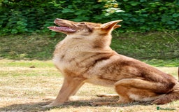 German Shepherd dogs for sale: ❤️KC health tested unique gsd babies 🩷 - Image 16