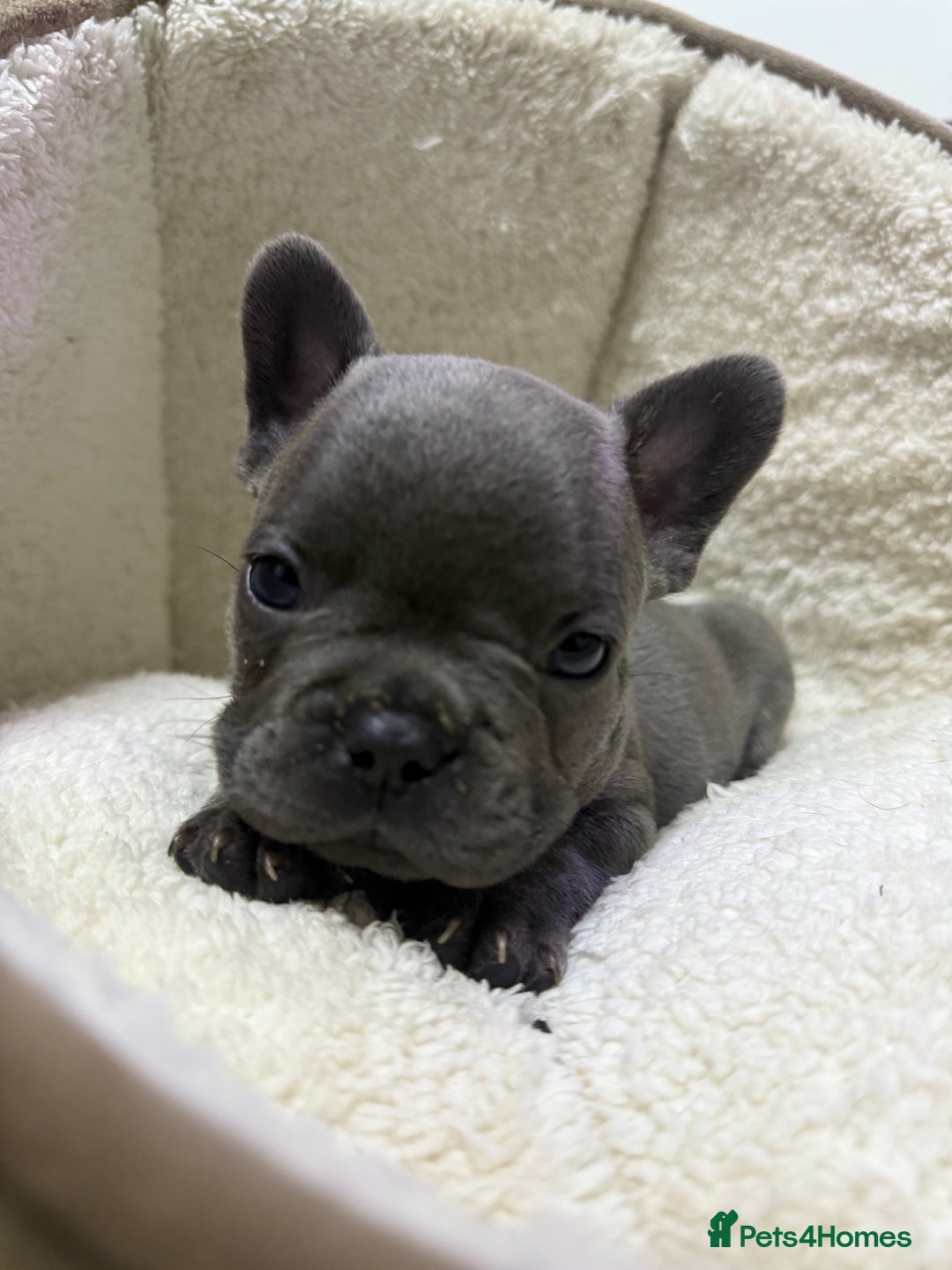 French Bulldog dogs for sale: 6 French bull dogs  - Advert 13