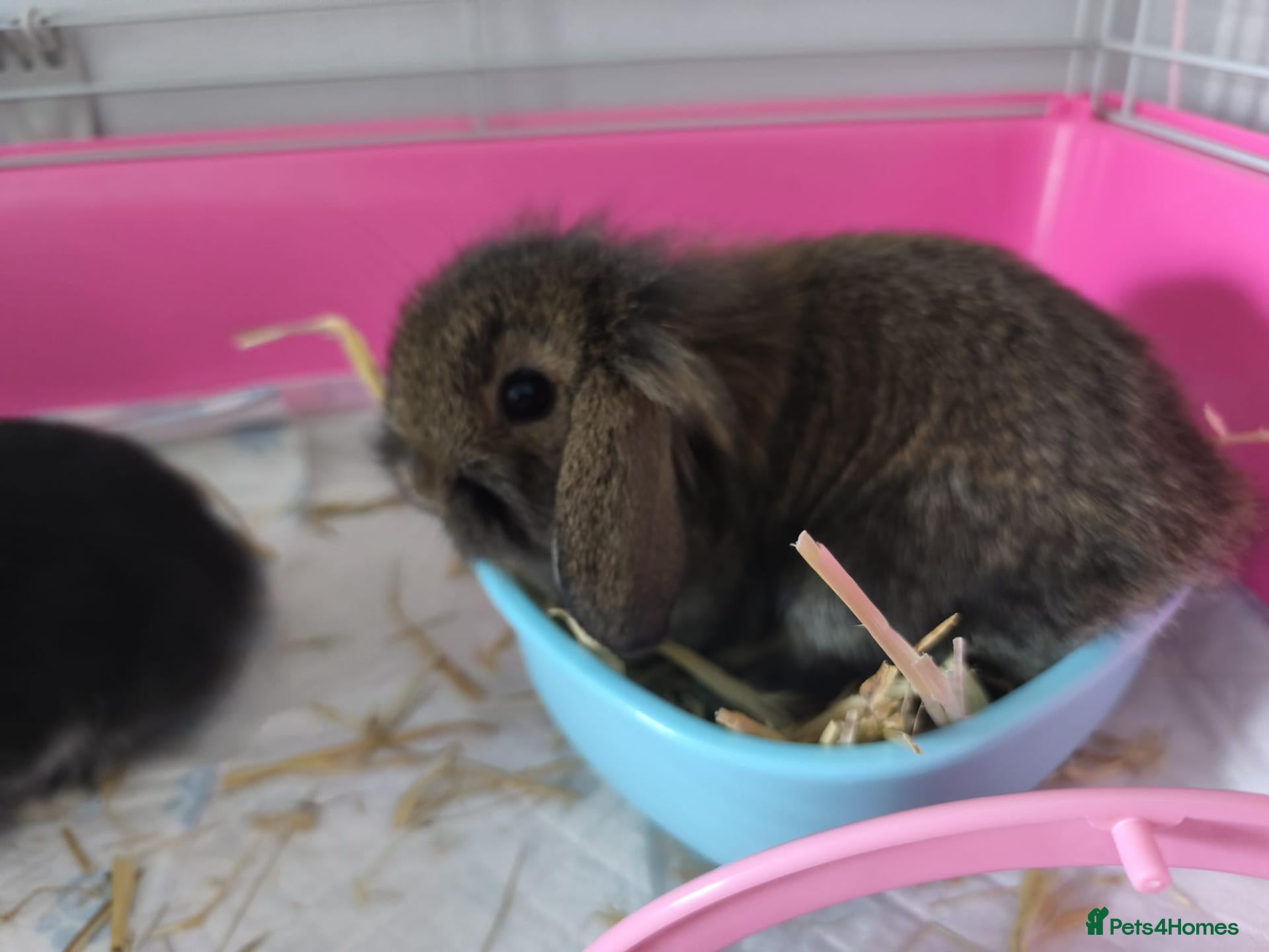 Mini Lion Lop rabbits Ready 23rd October  - Advert 2