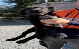 Mixed Breed dogs for sale: Giant Schnauzers x Caucasian shepherd  in Crook - Image 1