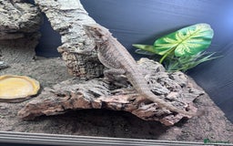 Bearded Dragon reptiles for sale: Bearded dragon with full set up  - Image 19