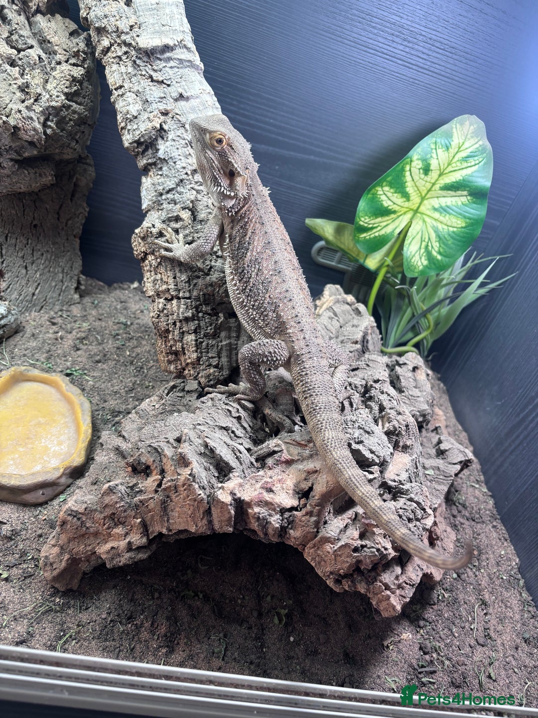 Bearded Dragon reptiles for sale: Bearded dragon with full set up  - Image 19
