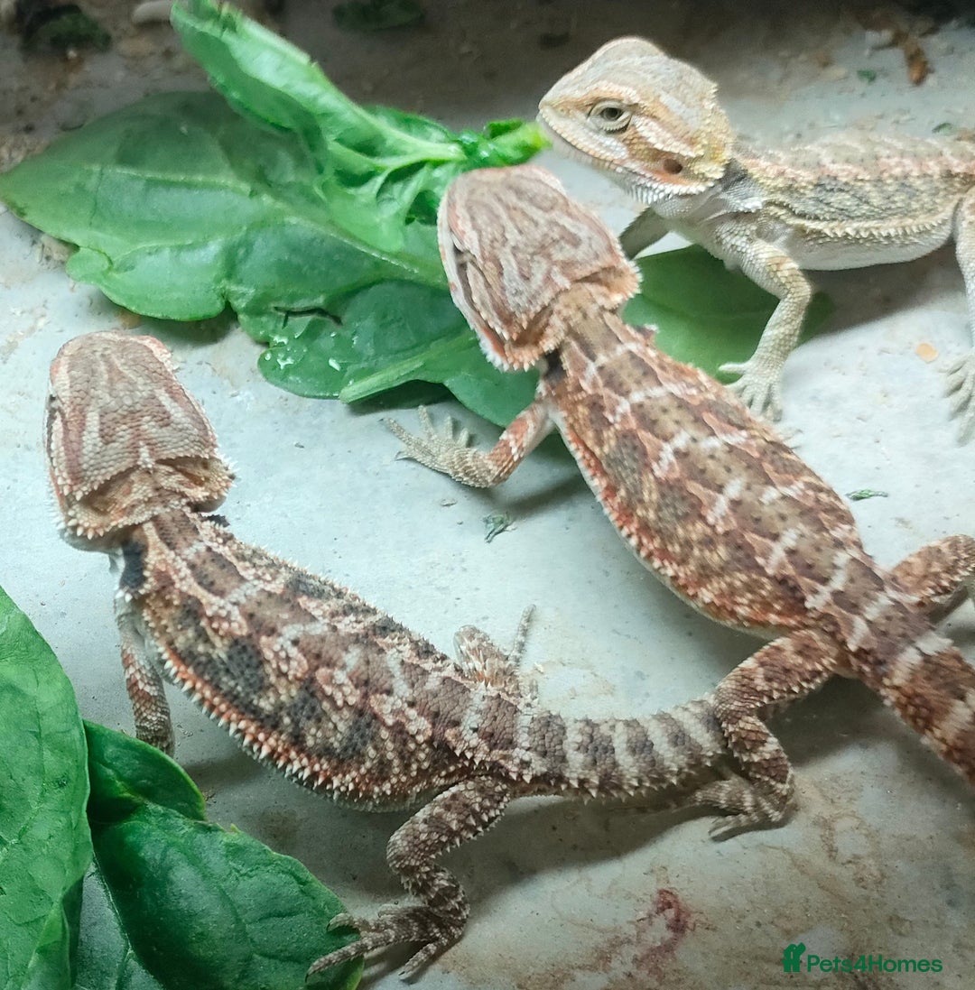 Bearded Dragon reptiles for sale: Baby bearded dragons for sale - Image 9