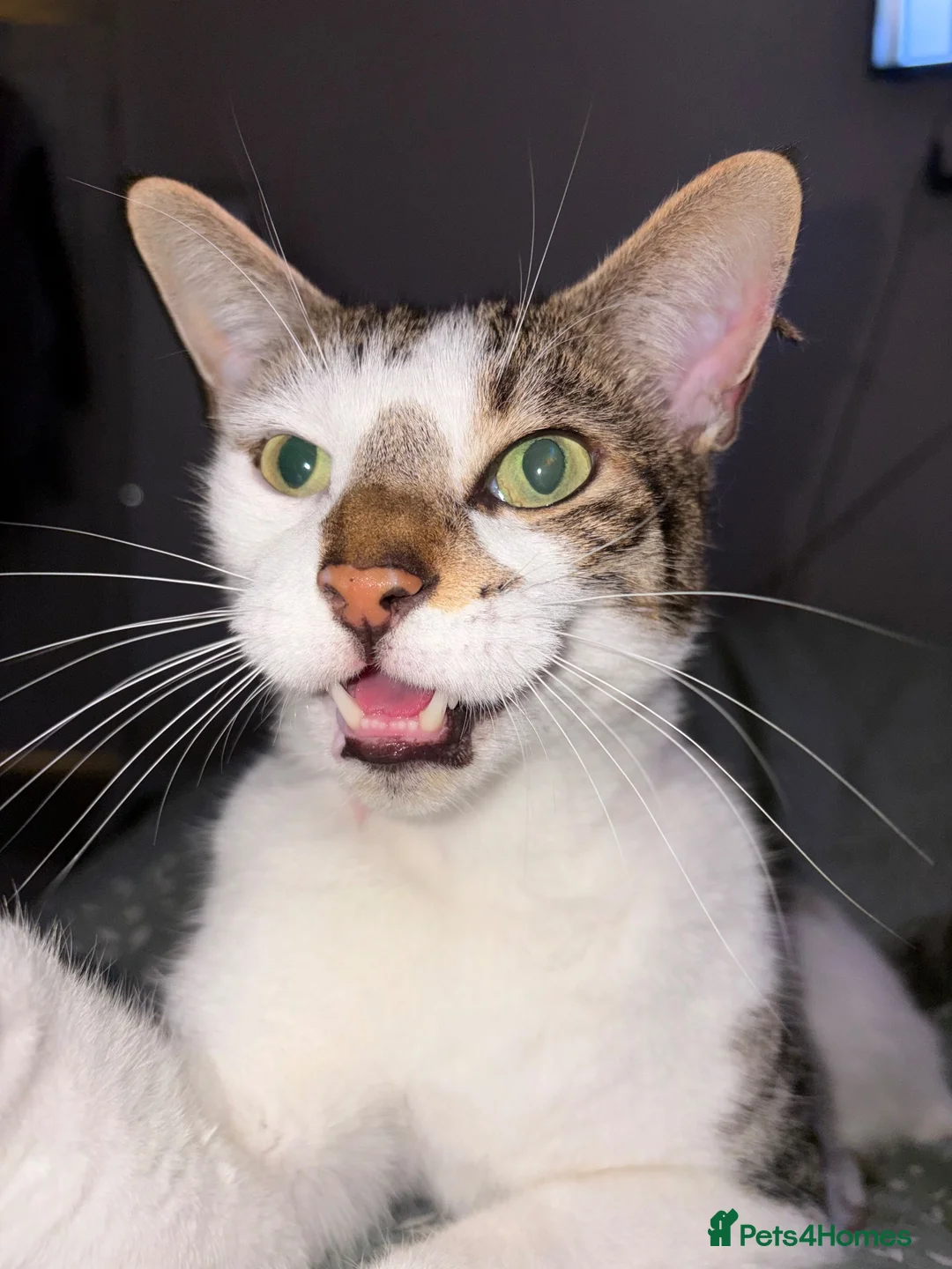 Mixed Breed cats for sale: Cat for sale in Leigh - Advert 2