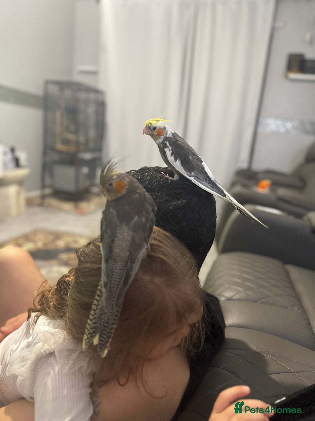 Cockatiels birds for sale: Male&female cockatiel for sale - Image 12