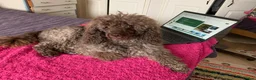 Miniature Poodle dogs for stud: KC registered Poodle proven stud - Advert 3